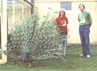 Corn Defends Itself, Peacocks for Insect Control and Mining Mess Image